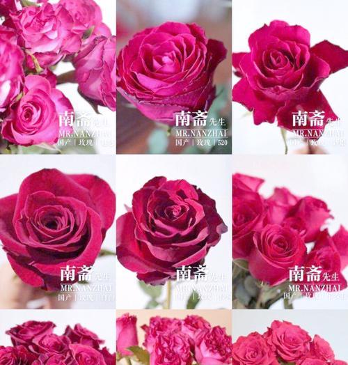 玫瑰花色彩代表什么含义？它有哪些象征意义？
