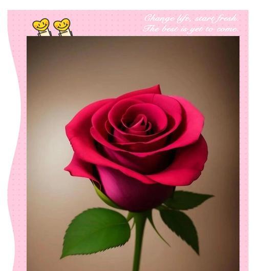 玫瑰花色彩代表什么含义？它有哪些象征意义？