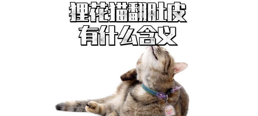 狸花猫的寓意象征是什么？