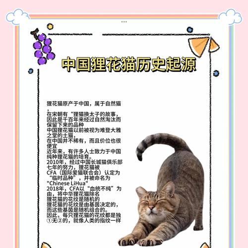 狸花猫的寓意象征是什么？