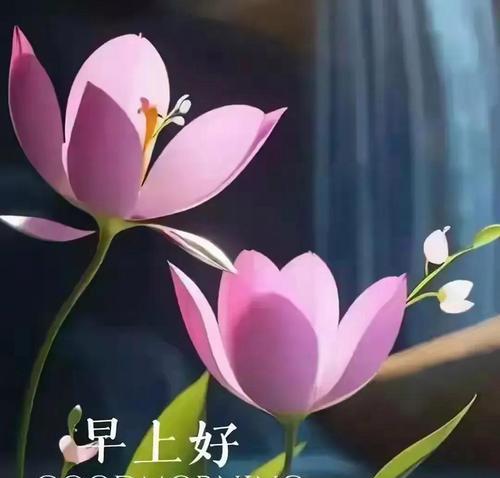 寓意更好的花有哪些？它们如何象征希望与祝福？