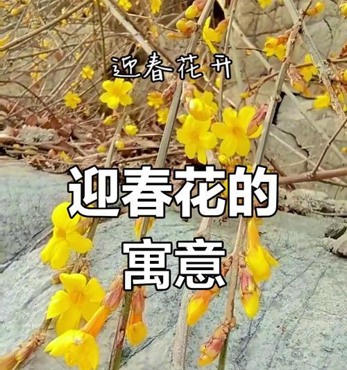 寓意更好的花有哪些？它们如何象征希望与祝福？