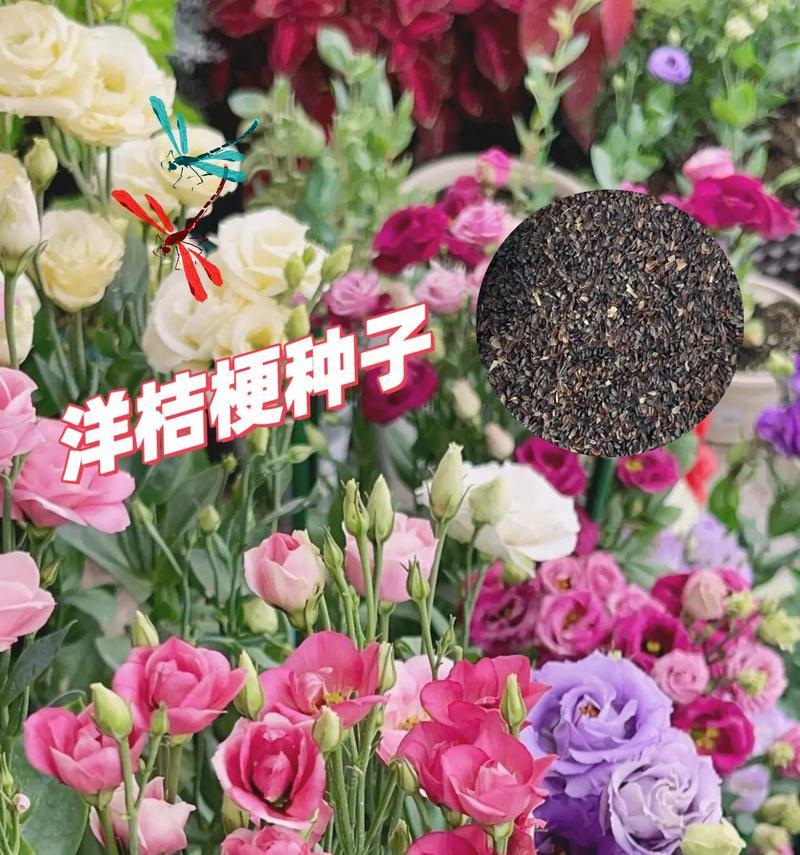 洋桔梗花的花语含义是什么？它代表了哪些情感？