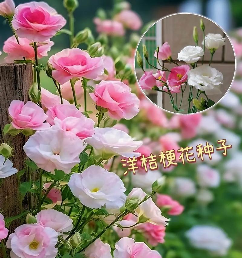 洋桔梗花的花语含义是什么？它代表了哪些情感？