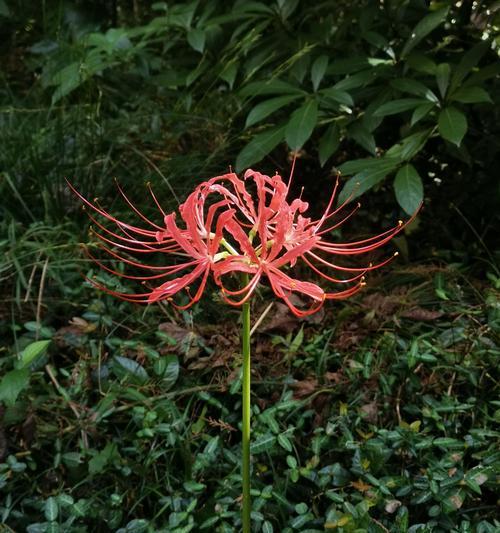 彼岸花花语是什么意思？彼岸花象征着什么？