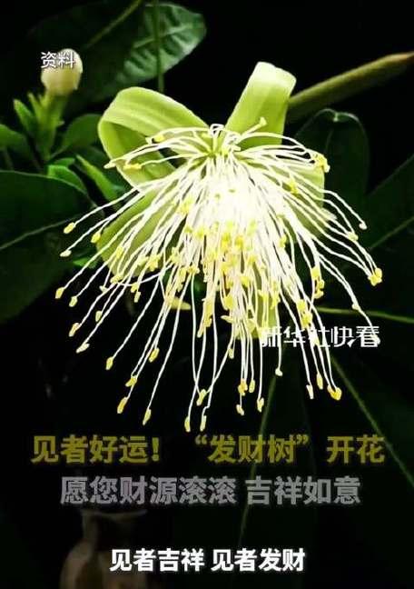 寓意发财吉祥如意的花有哪些？它们代表什么？