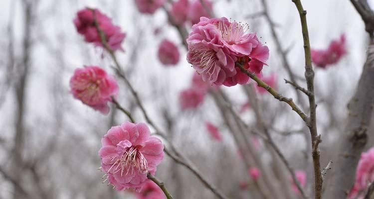 玉梅花的象征意义及其文化象征是什么？