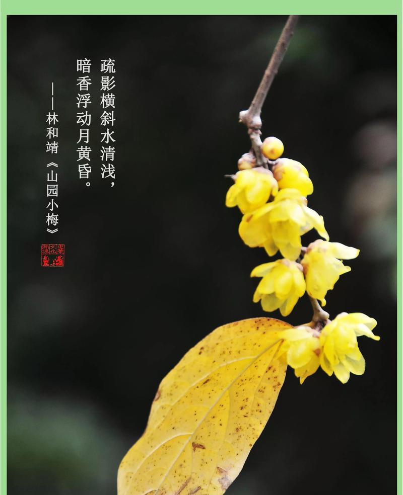 玉梅花的象征意义及其文化象征是什么？