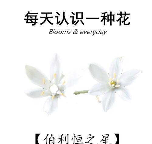哪些花象征着爱与希望？它们的寓意是什么？