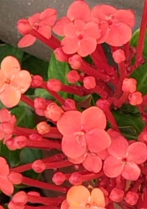 哪些花象征勤劳勇敢？它们各自代表什么？