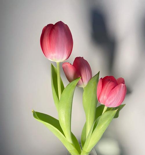 每种花象征着什么？每种花的含义是什么？
