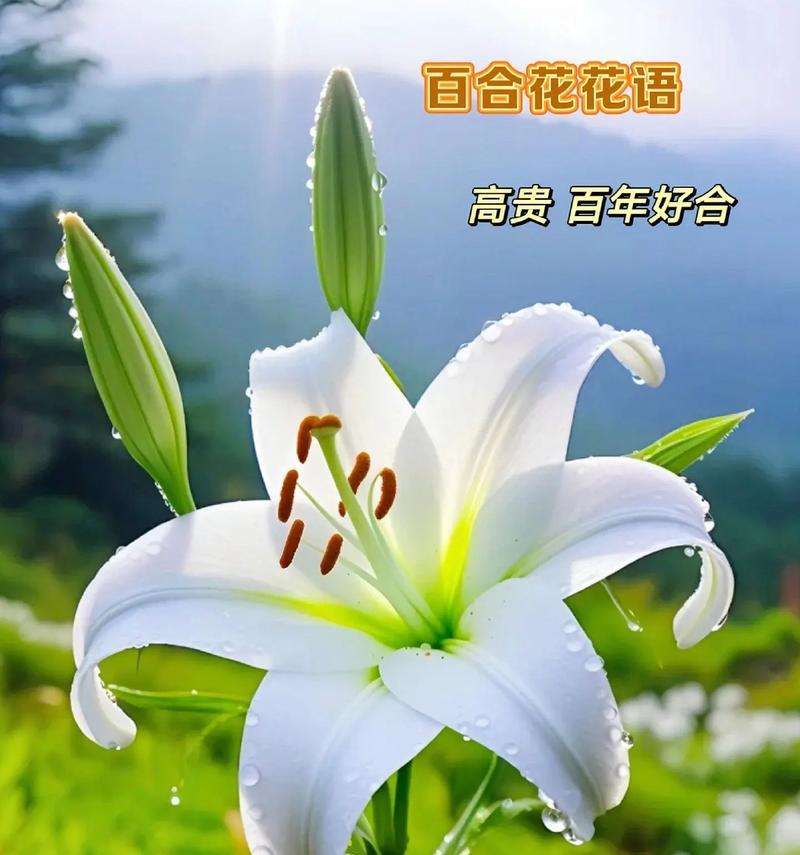 每种花象征着什么？每种花的含义是什么？