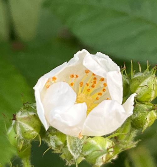 白色系花卉的寓意是什么？白色花象征着什么？