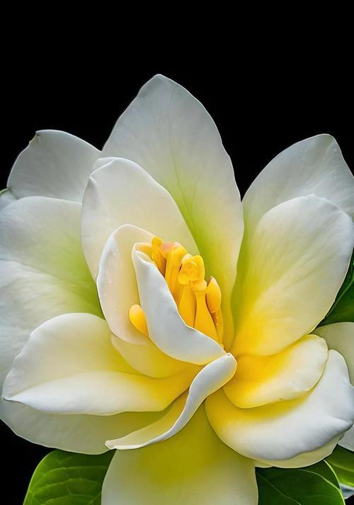 白色系花卉的寓意是什么？白色花象征着什么？