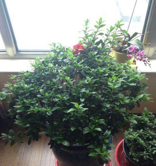 羊胡子花的寓意与禁忌是什么？养护时应注意什么？