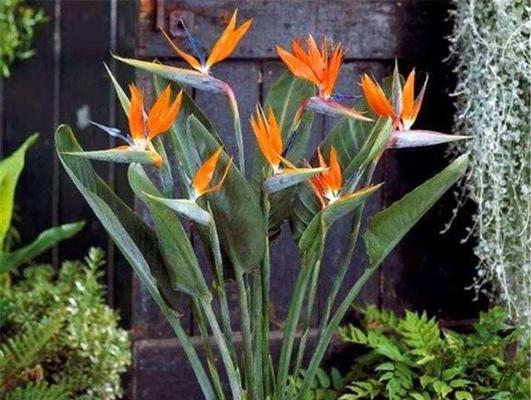 羊胡子花的寓意与禁忌是什么？养护时应注意什么？