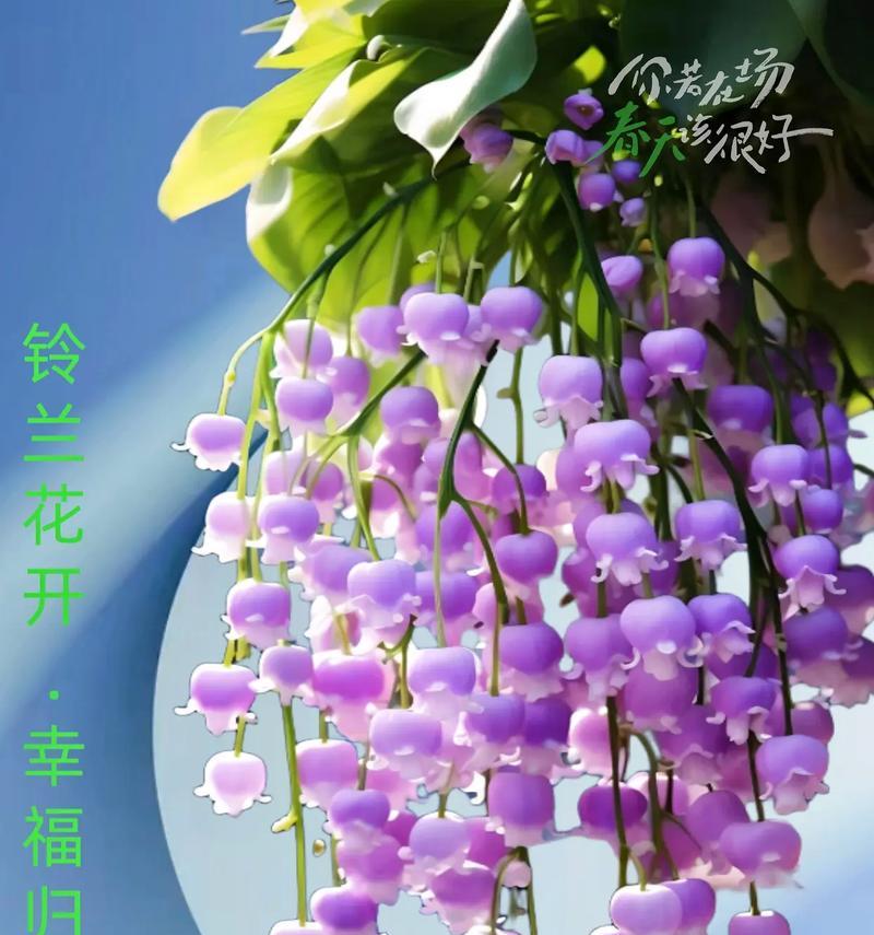 黄昏恋象征的花卉有哪些？它们的寓意是什么？