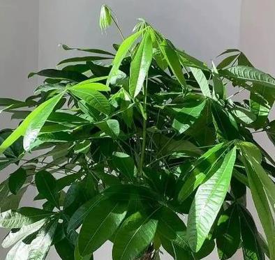 黄昏恋象征的花卉有哪些？它们的寓意是什么？