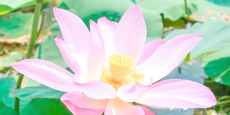 什么花卉象征永不回头的决心？