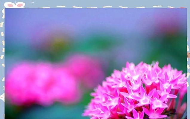 回来的象征花有哪些？哪些花卉象征着归来与团聚？