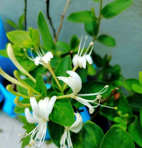 八月份哪种花寓意吉祥？