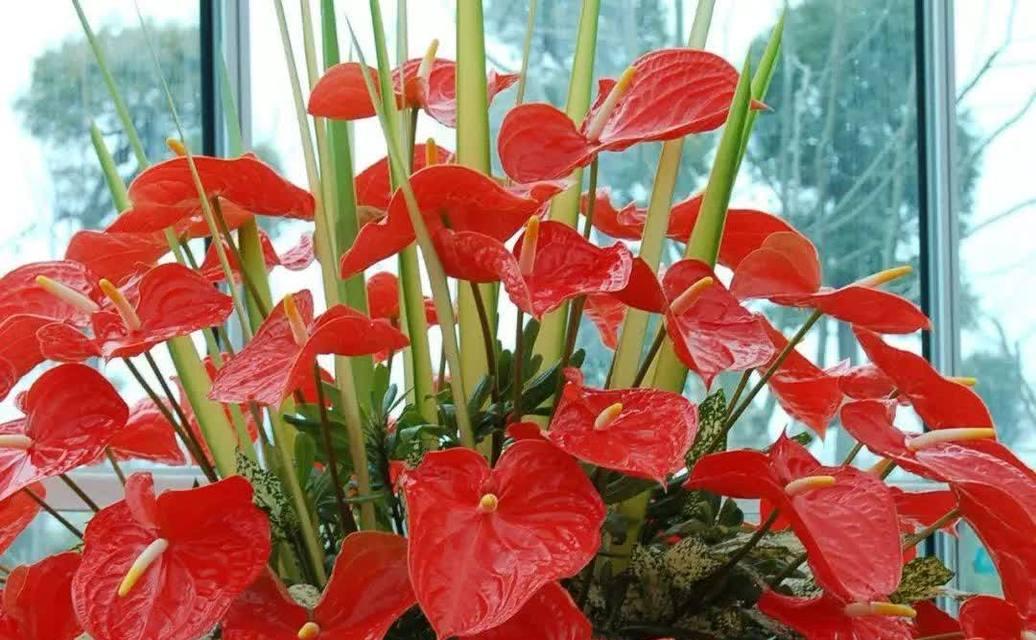 八月份哪种花寓意吉祥？