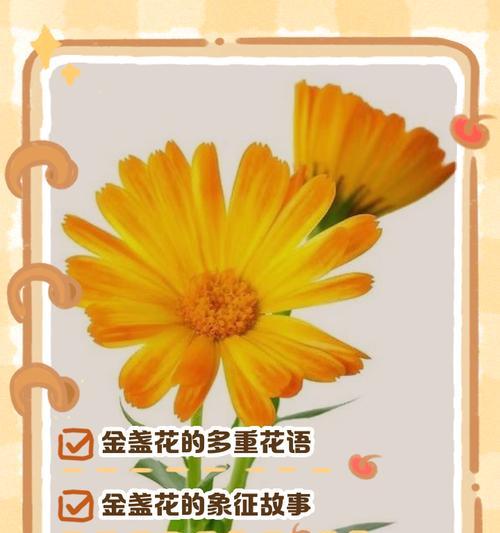 特别的花寓意着什么？它们代表的含义是什么？
