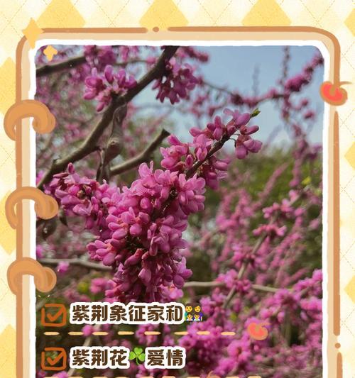 特别的花寓意着什么？它们代表的含义是什么？
