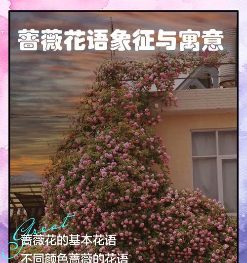 并蒂花的花语象征了什么情感？它代表了什么？