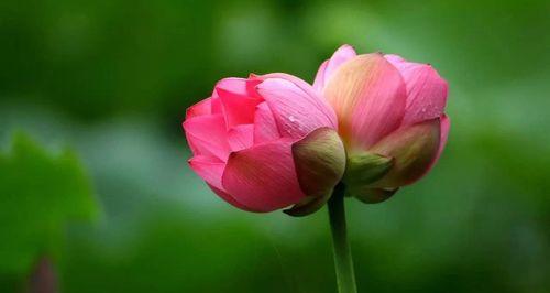 并蒂花的花语象征了什么情感？它代表了什么？