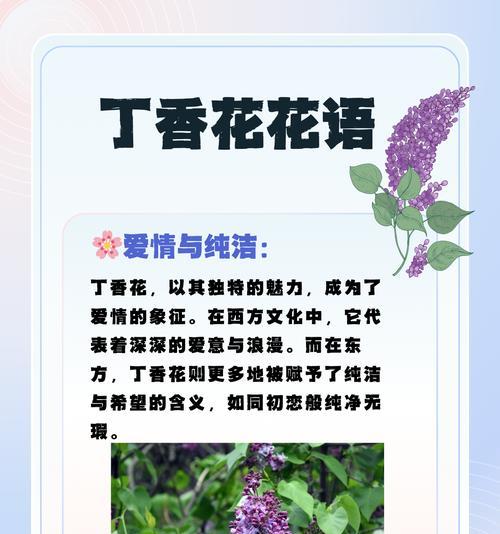 并蒂花的花语象征了什么情感？它代表了什么？