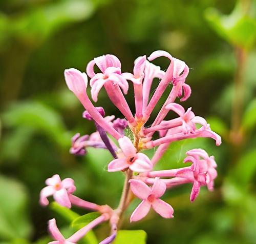 丁香花的花语有哪些？丁香的寓意是什么？