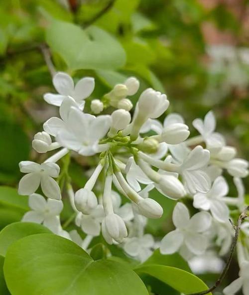 丁香花的花语有哪些？丁香的寓意是什么？