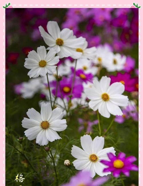 幸福爱情的花象征有哪些？哪些花代表爱情的幸福？