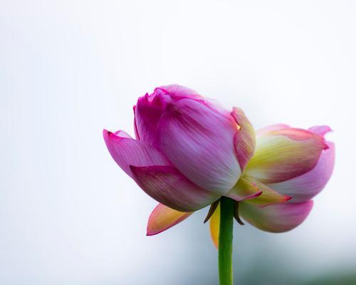 幸福爱情的花象征有哪些？哪些花代表爱情的幸福？