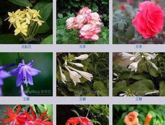 寓意好运的花名有哪些？如何选择？