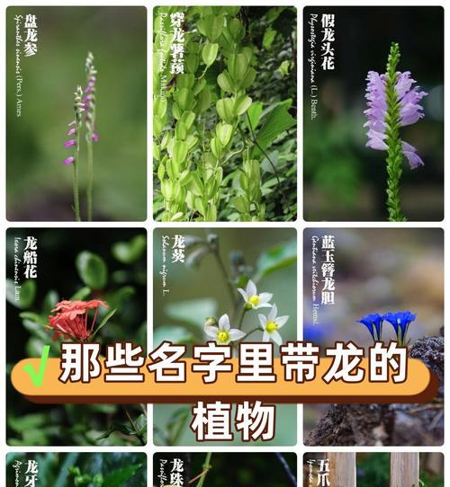 有哪些花的名字既好听又有美好寓意？