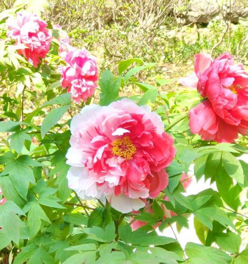 象征花田喜事的花有哪些？花田喜事中常用花的花语是什么？