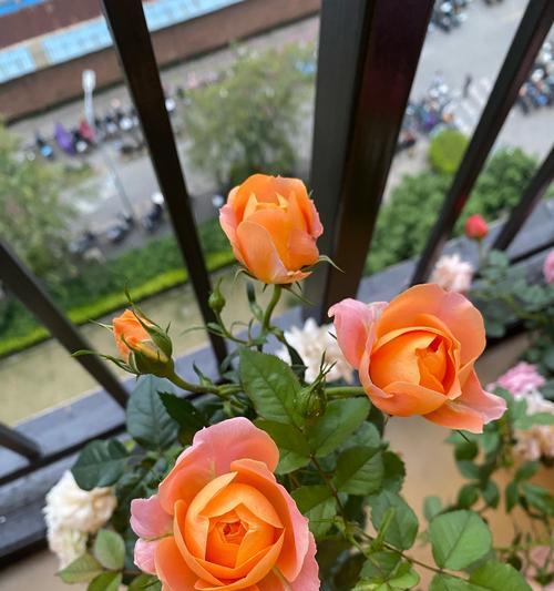 象征花田喜事的花有哪些？花田喜事中常用花的花语是什么？