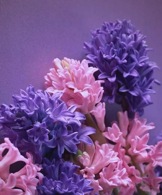 粉色风信子的花语含义是什么？象征意义有哪些？
