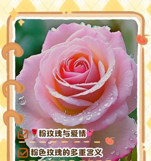 粉色风信子的花语含义是什么？象征意义有哪些？