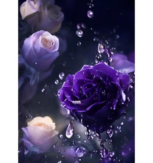 紫玫瑰花语有何含义？代表了哪些情感？