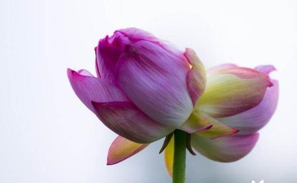哪些花象征甜蜜的爱情？如何用花表达爱的甜蜜？