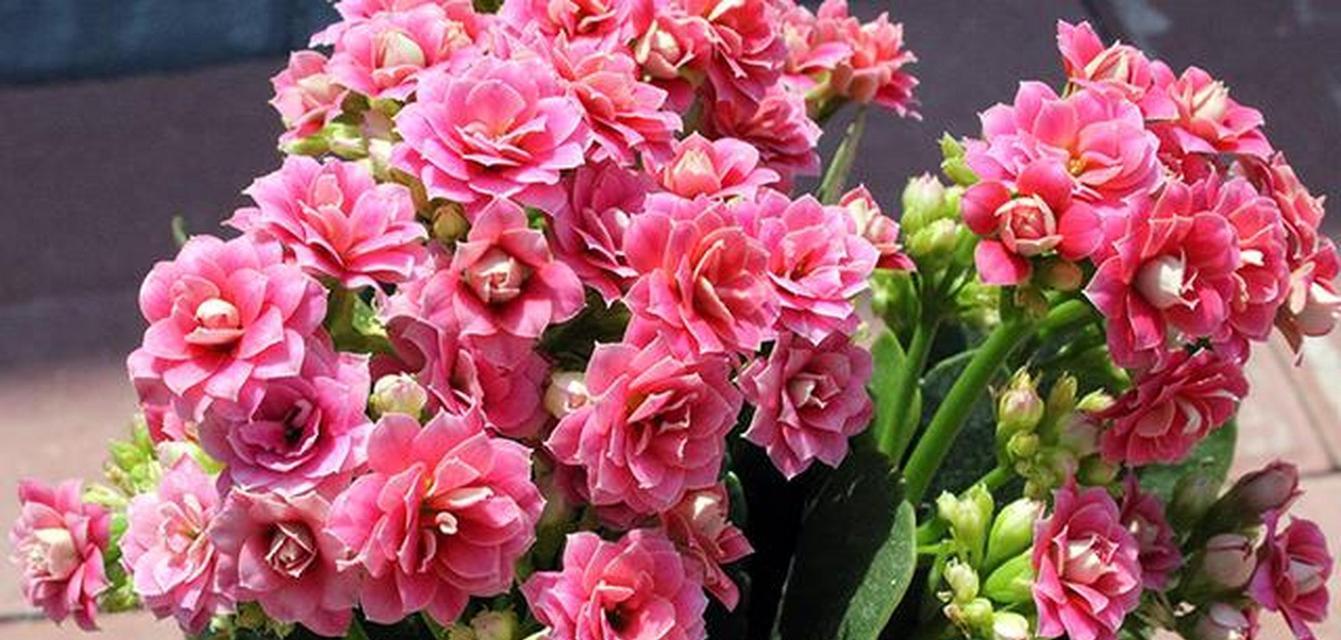健康的花象征什么？哪些花代表家人健康？