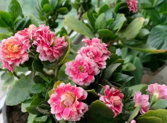 健康的花象征什么？哪些花代表家人健康？