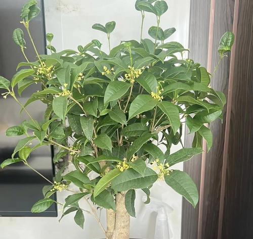 它们象征着什么？富贵灌木的花象征全解析！