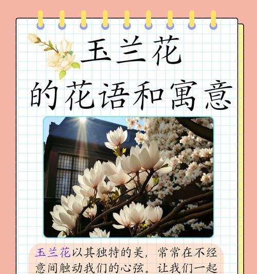 宝石花的花语：它象征着什么寓意？