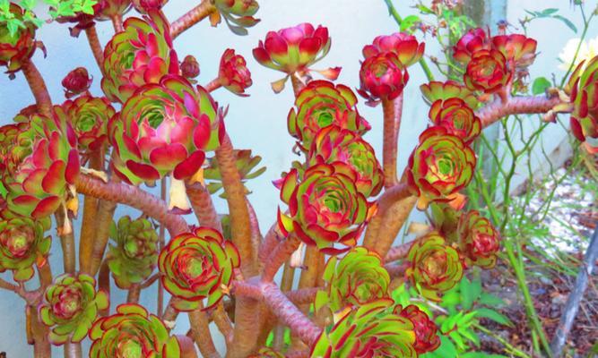 宝石花的花语：它象征着什么寓意？