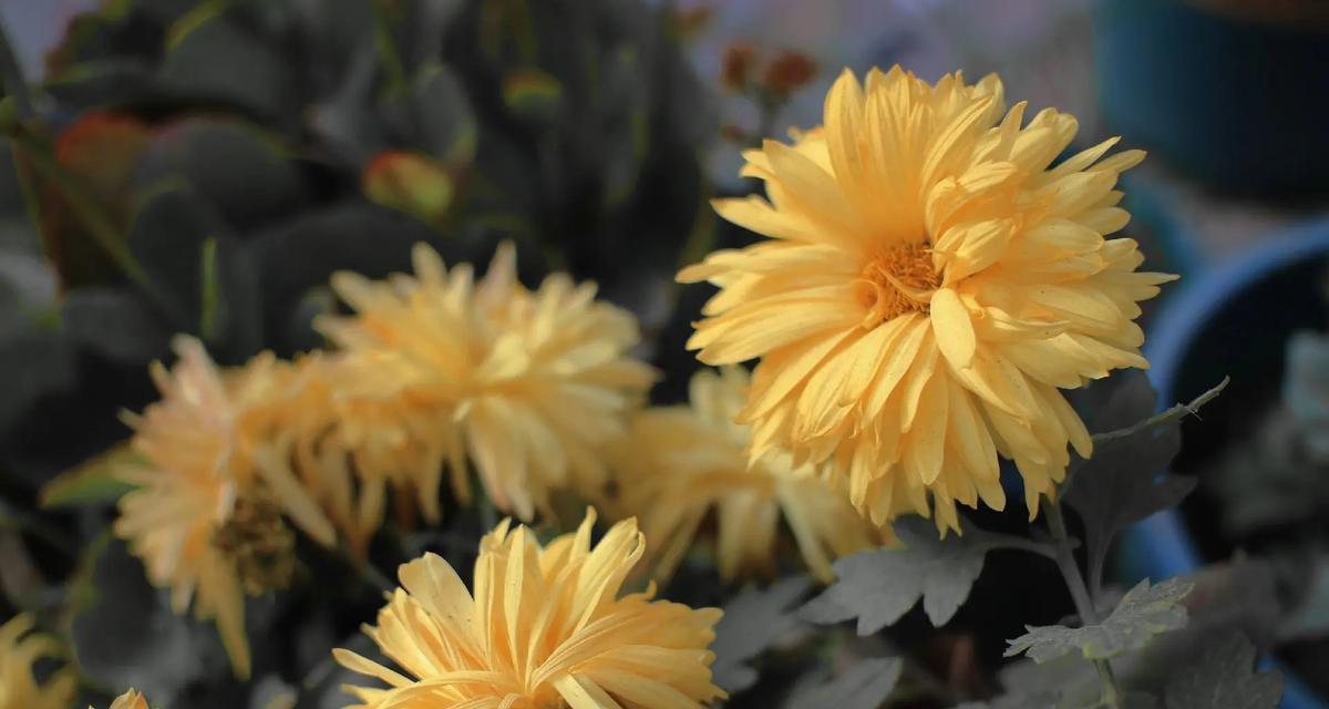 凋谢的花寓意什么？花谢代表的含义是什么？
