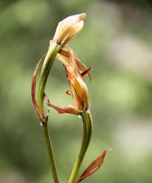 凋谢的花寓意什么？花谢代表的含义是什么？